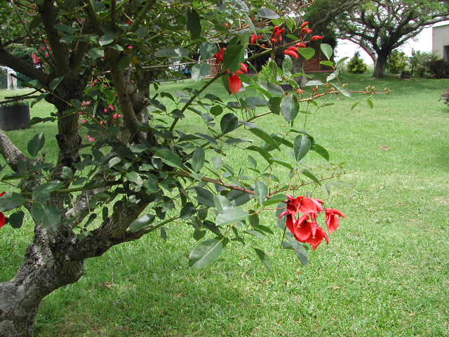 Erythrina crista-galli